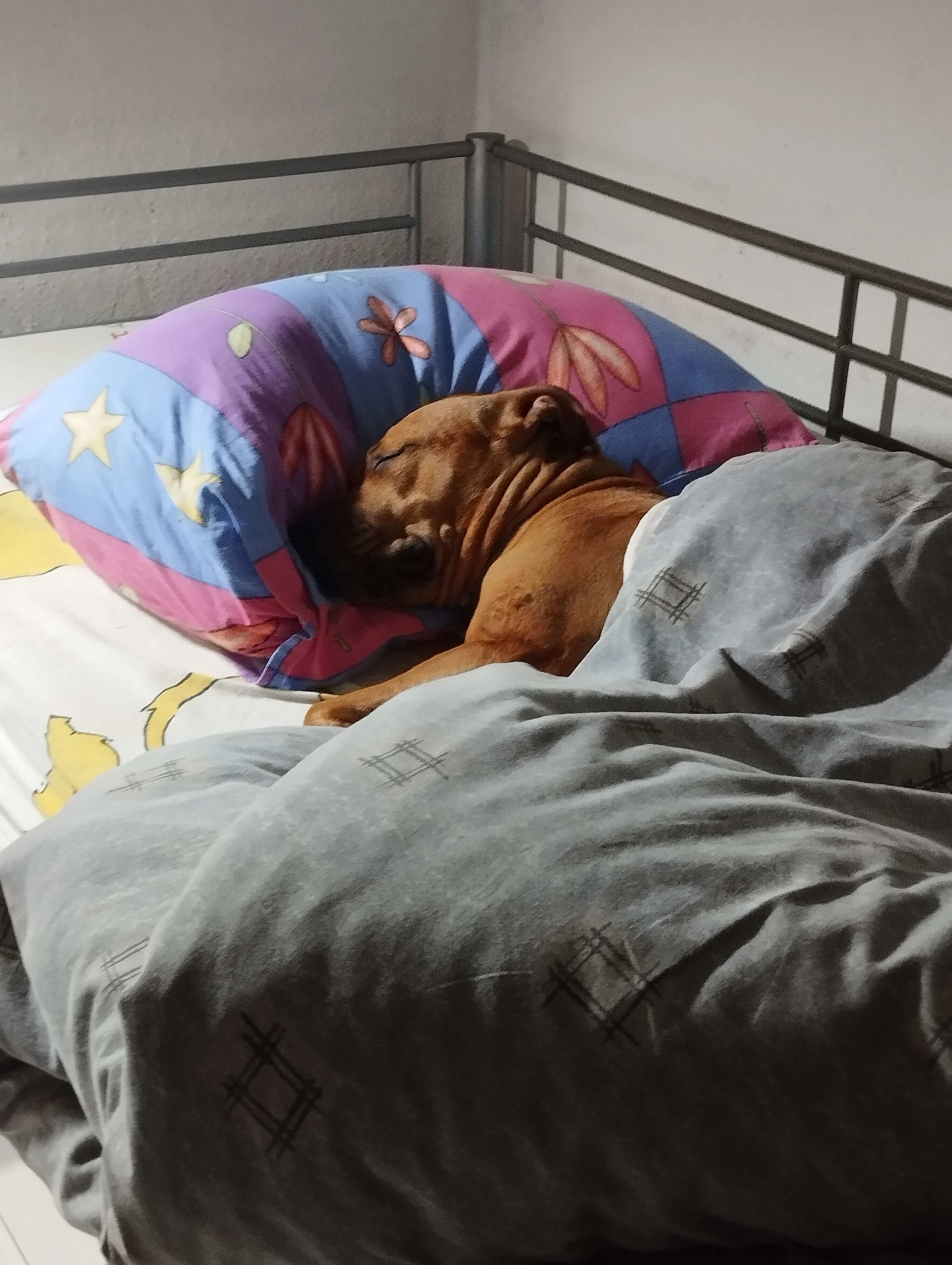Uxa